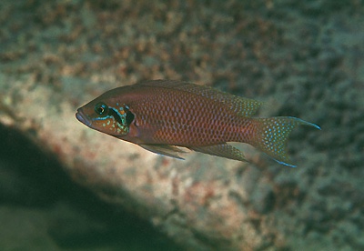Neolamprologus brichardi 'Sumbu'
